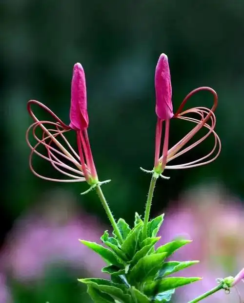 传说中最神秘的花世界上最神秘的花是什么花