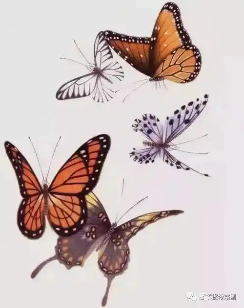 工笔没骨蝴蝶千姿百态画蝴蝶不用愁了