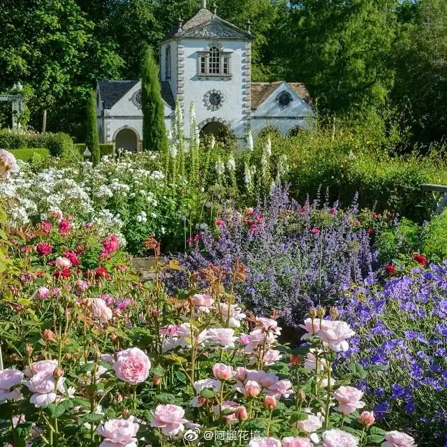 继续奥斯汀玫瑰花园