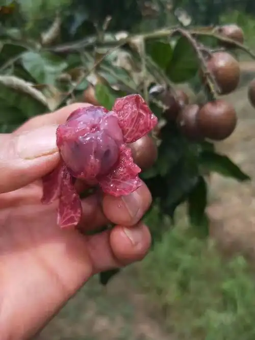 黄皮新品种―紫肉黄皮 - 黄皮(clausena) - 水果邦农人之家论坛