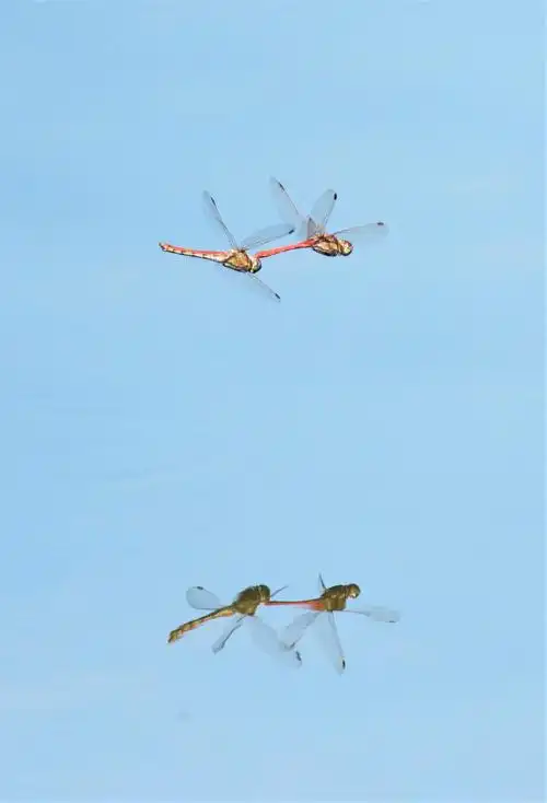 红蜻蜓,黄蜻蜓,自由飞翔蓝天中