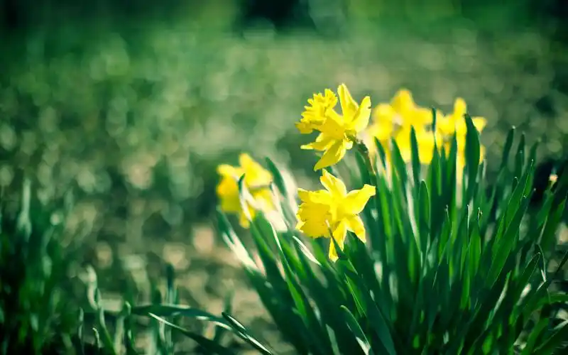 精选小清新绿色护眼唯美意境花朵高清桌面壁纸(3)