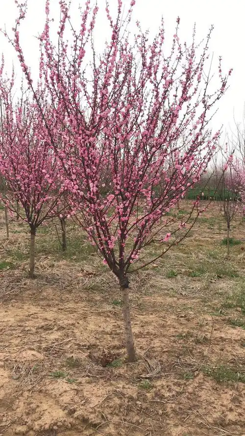 红梅树多少钱一棵?2020年红梅树价格最新价格