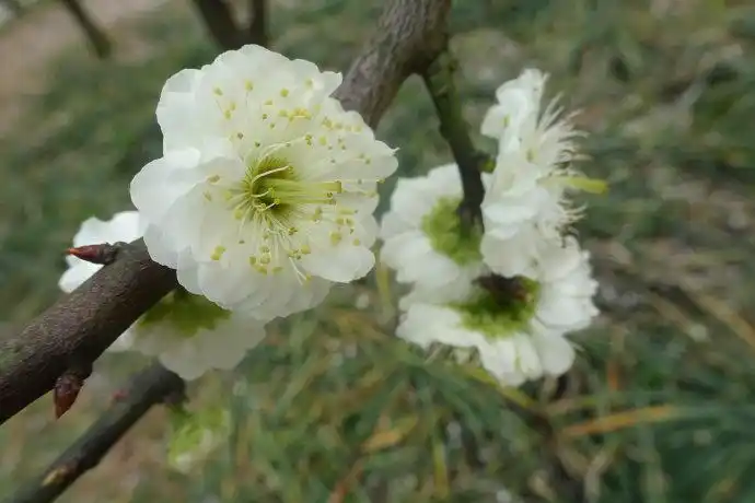 2019梅花28变绿萼梅