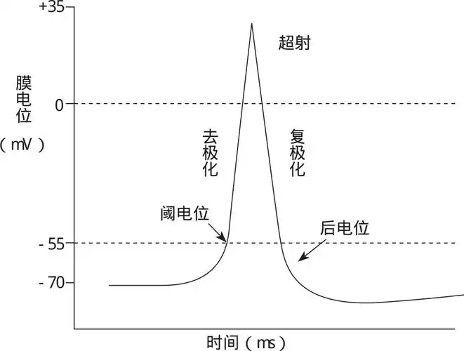 上升支是动作电位去极化和反极化的过程,下降支是动作电位的复