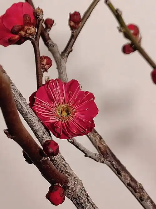 这是梅花里的台柱子!乌羽玉梅