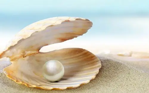 小清新 贝壳 珍珠 沙滩_360图片