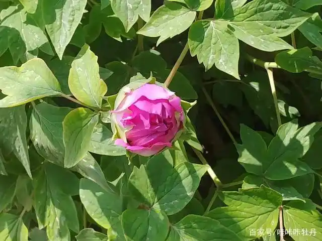 含苞待放的牡丹花