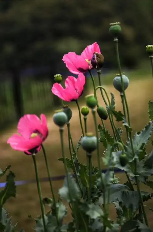 植物园活体罂粟展(手机报道)