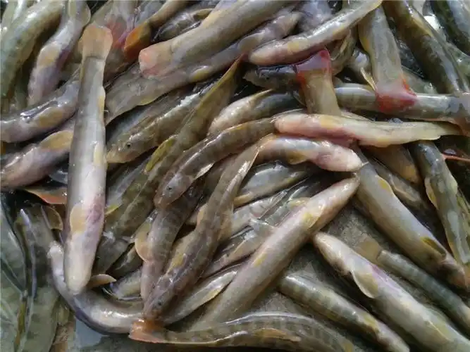 野生新鲜红尾刚鳅贵州特产小溪河水钢鳅鱼石斑岗副鳅沙鳅500g包邮