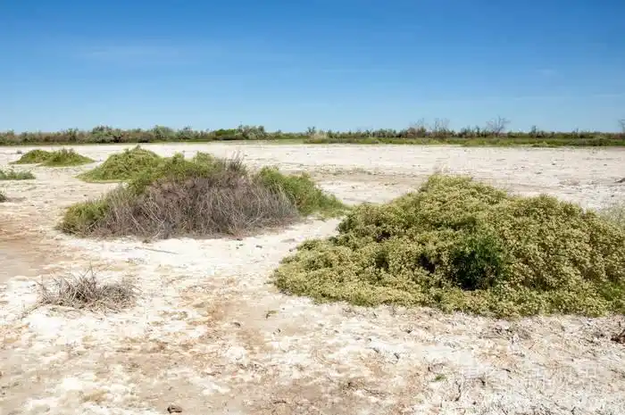 草原盐渍土.在盐的盐渍盐.草原草原草原草原.盐渍土的沙漠, 盐的湖泊.