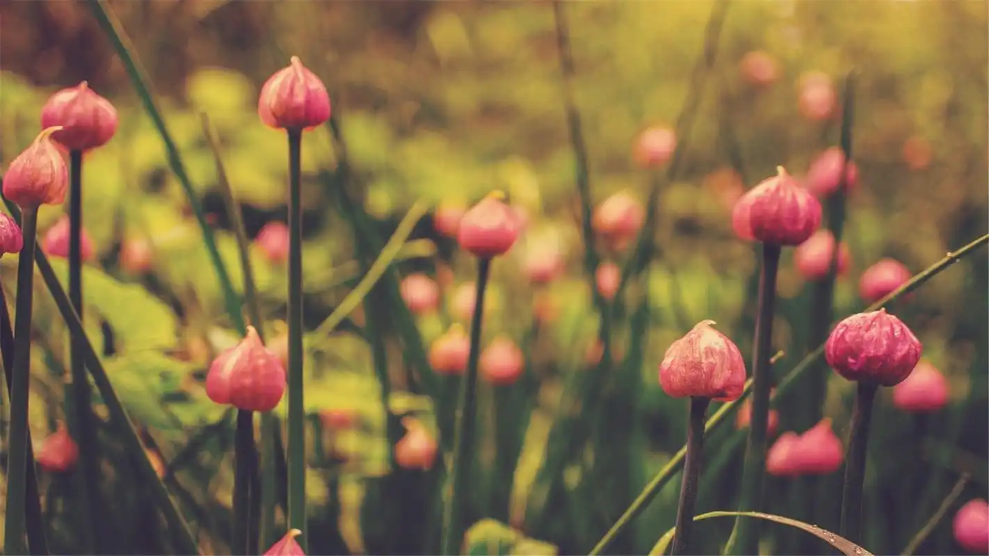 小清新花卉高清桌面壁纸