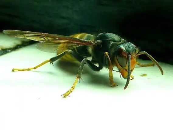 世界上体型最大的蜜蜂身长长达4公分