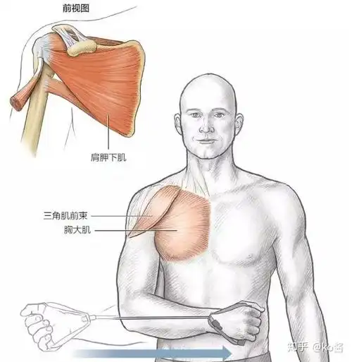 运动解剖学》主要练到的肌肉:三角肌中束,次要练到斜方肌,三角肌前束3