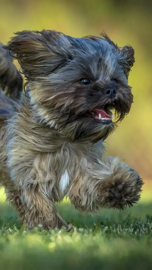 壁纸 毛茸茸的小狗跑,草 3840x2160 uhd 4k 高清壁纸, 图片, 照片