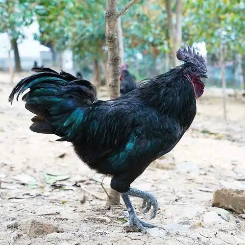又名"五黑一绿鸡"黑鸡,起源于明朝神农架(今湖北辖区),具有黑毛,黑皮