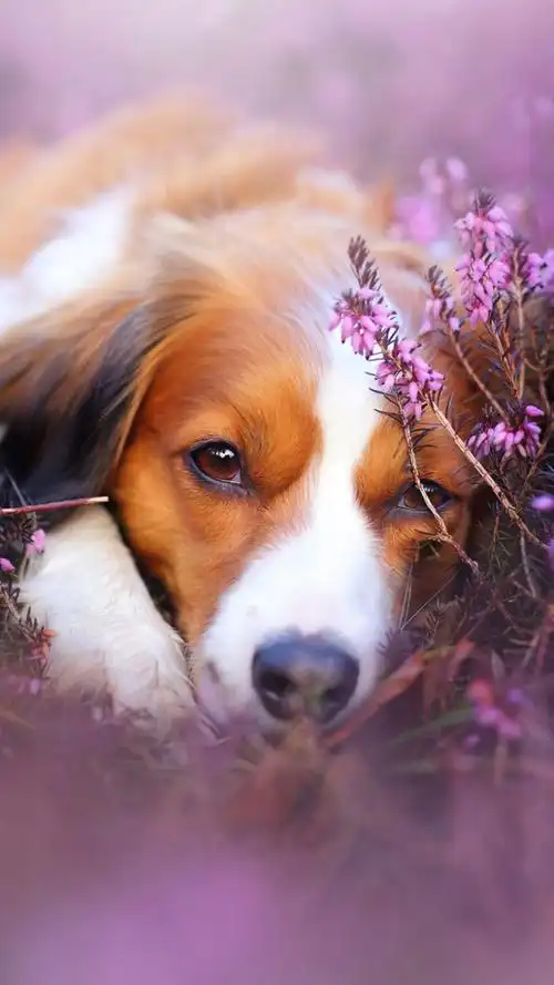 可爱宠物狗狗图片合集高清手机壁纸-动物-手机壁纸下载-美桌网