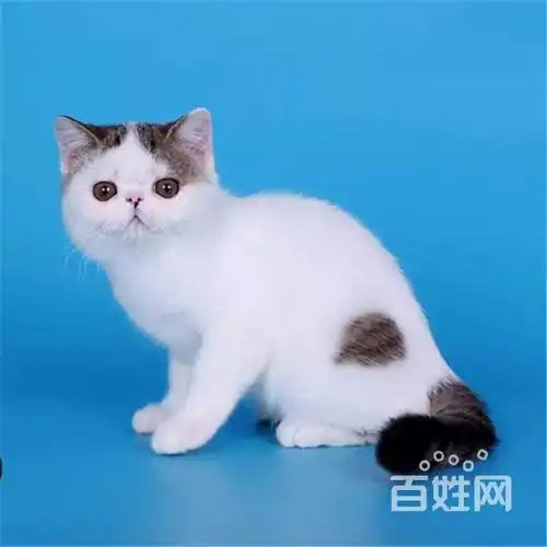 养殖场直销的加菲猫 公母都有 疫苗齐全