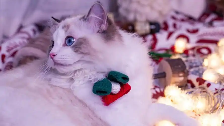 性格温柔的布偶猫,高清图片,动物壁纸-回车桌面