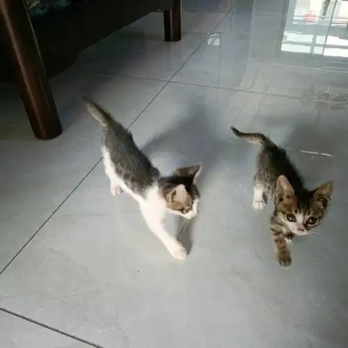 我愿称之为中华咬人猫