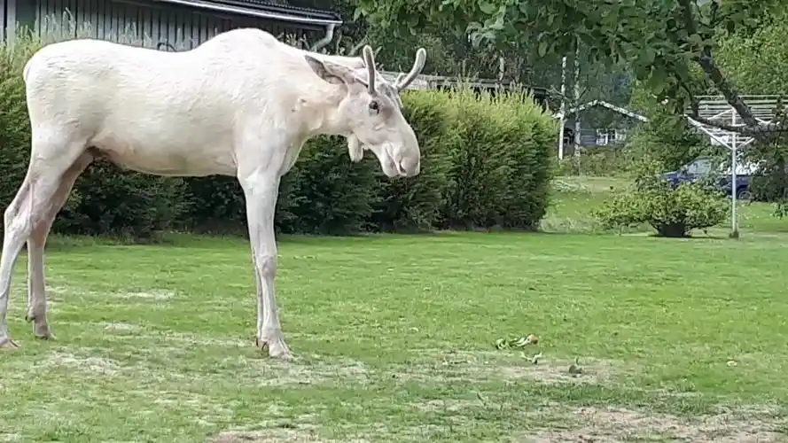 突然造访的不速之客白化驼鹿-动物视频-搜狐视频