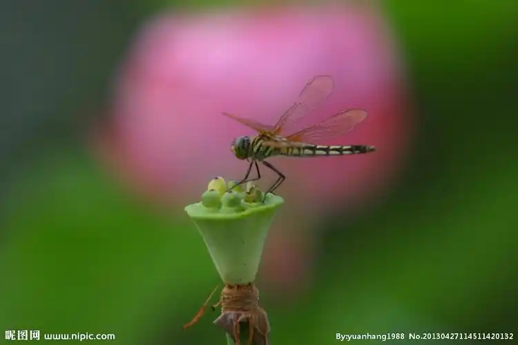 早有蜻蜓立上头图片