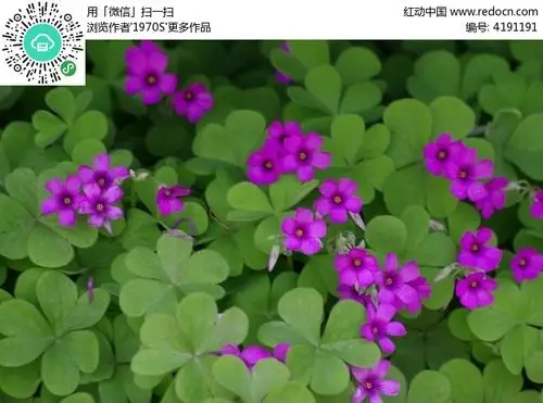 四叶草开花