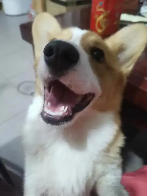 我家柯基的牙怎么会这样