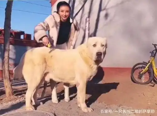 为什么女孩子喜欢养大型犬,尤其是单身女性,原来它们还有这作用