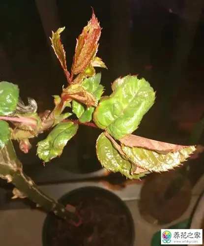 月季新叶发卷是怎么回事