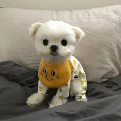 最新超级萌超级可爱的颜值爆表萌宠小狗头像 2022全新可爱小狗头_动物