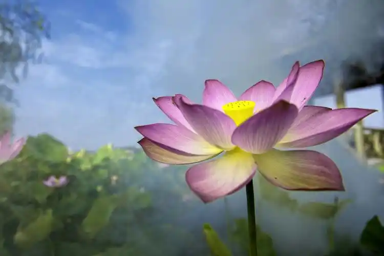 一方一净土,一笑一尘缘,一 念一清静,心是荷花开,心是荷花.心是宇宙.