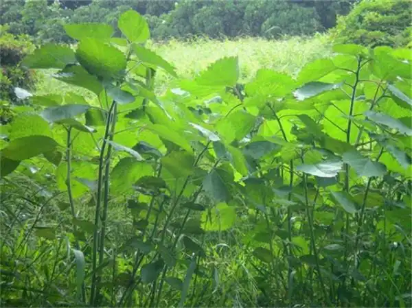 原来,这种植物名字叫苎麻,它可是种做衣服的好材料,不但价格低廉,而且
