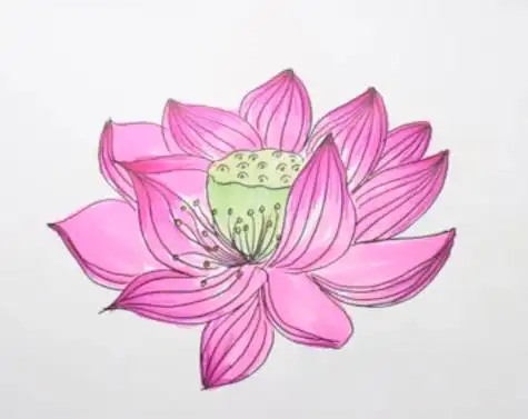 荷花简笔画一步一步教学 荷花莲蓬简笔画彩色简单
