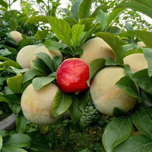 树苗李子新品种早熟美国杏李味帝嫁接南方北方果树