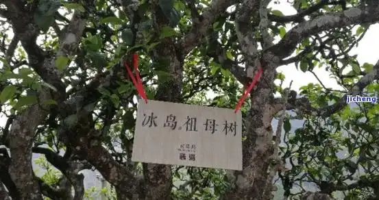 茶树王冰岛五寨-冰岛老寨的茶王树年龄