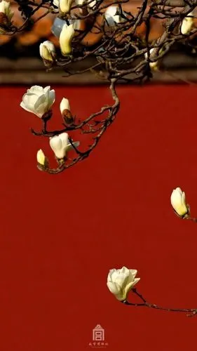 紫禁城的红墙(故宫博物院)