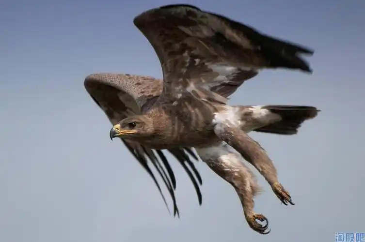 40岁的老鹰——送给*