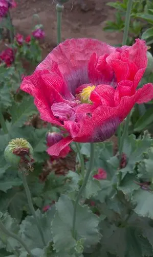 罂粟,罂粟花,她美丽,妖艳………大烟,贩毒,吸毒……每年都会种上几颗,