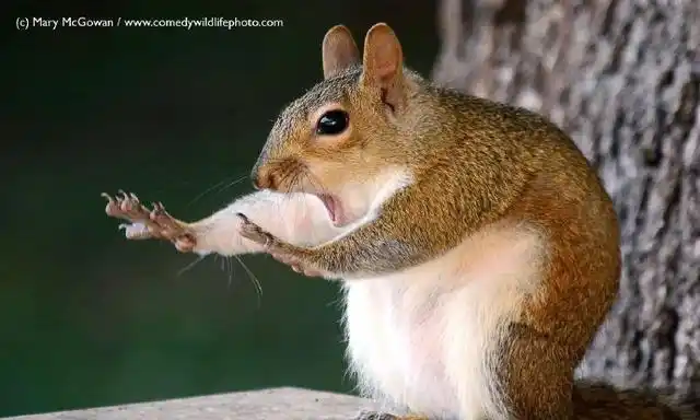 搞笑动物摄影图片