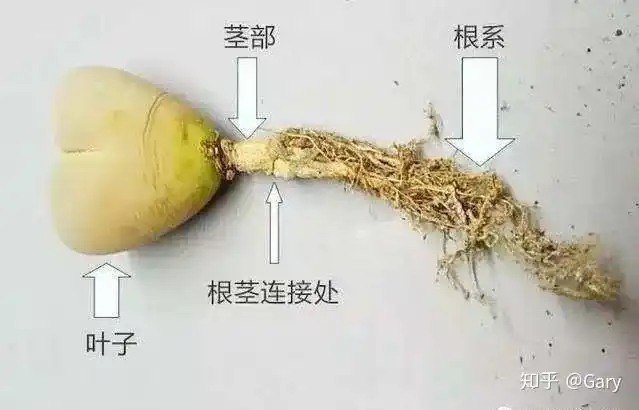 99的人都不知道的生石花发根小技巧