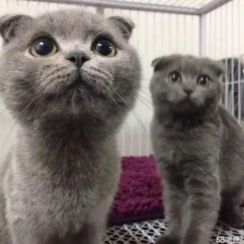 自家英短!美短!渐层!