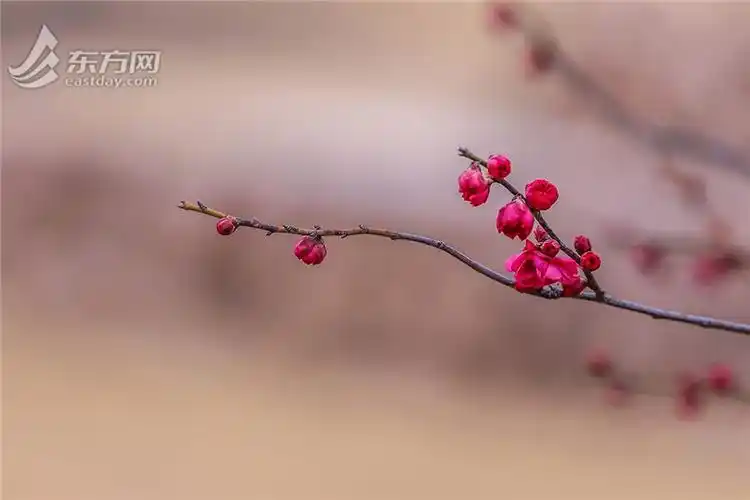 2024年刚刚绽放的银边台阁朱砂梅