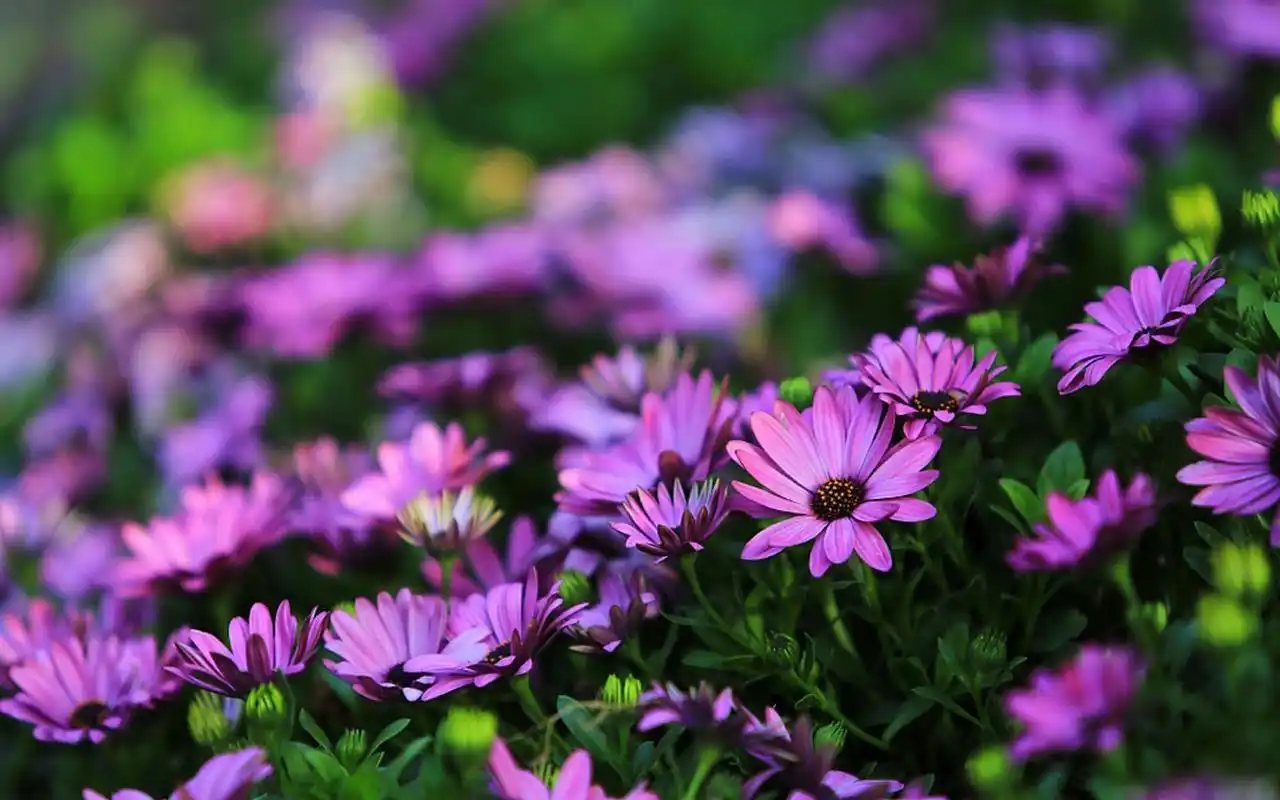 唯美盛开的紫色花卉图片电脑壁纸