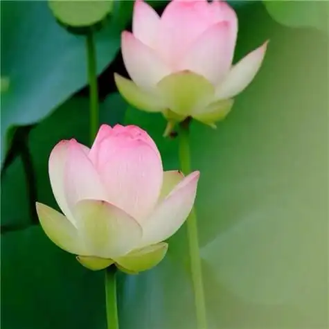 131张最漂亮荷花大全头像 唯美适合做头像的荷花图片_微信头像_头像屋