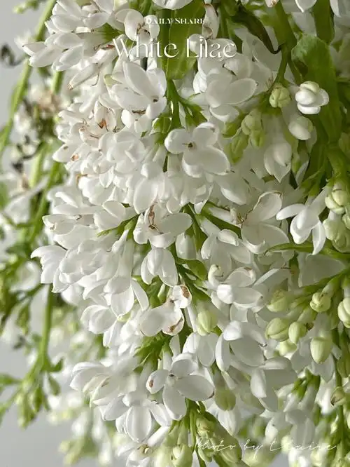 花材白色丁香