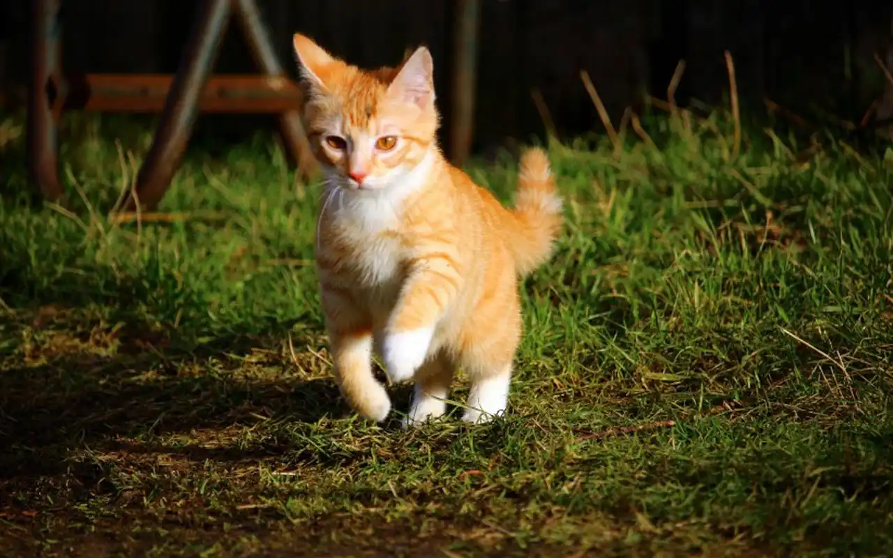 可爱软萌的猫咪高清图片桌面壁纸