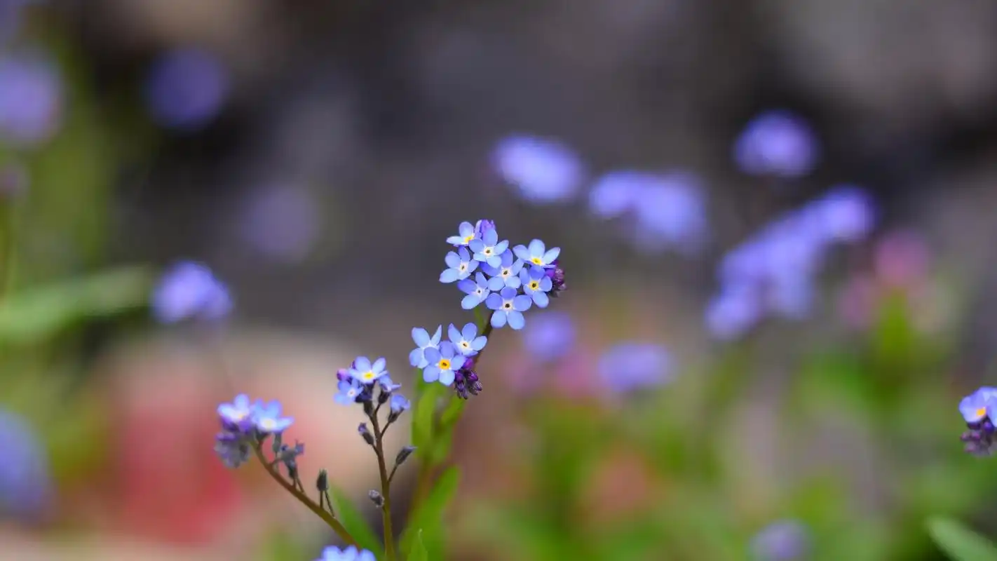 清新绿色护眼植物图片高清宽屏桌面壁纸