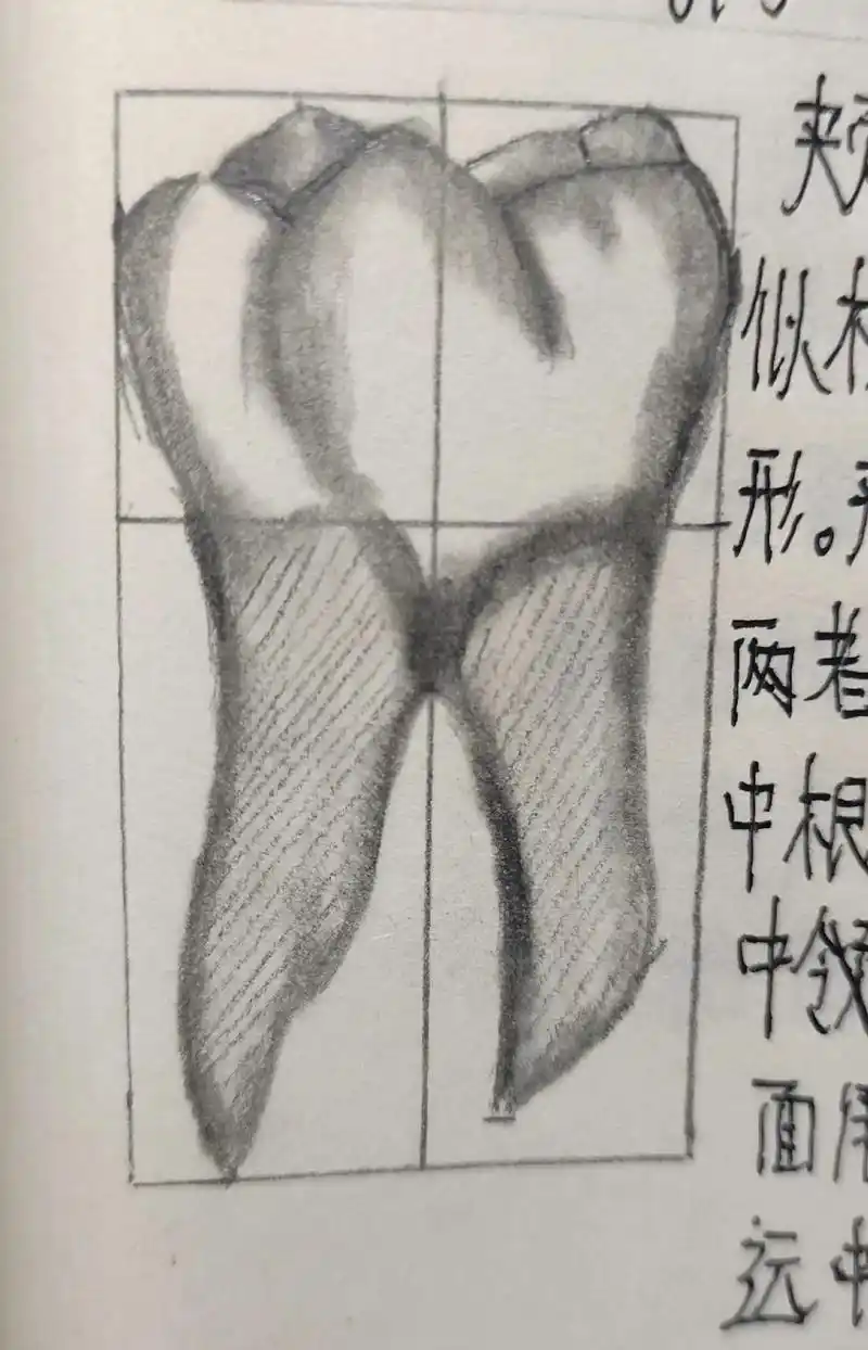 素描 #画渣日常 #人体结构 下颌第一磨牙 - 抖音