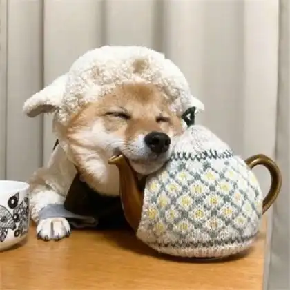 可爱狗狗头像送给2020鼠年喜欢狗狗的朋友们